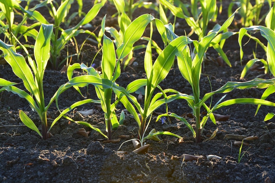 Gardening Topsoil in Buffalo, NY 