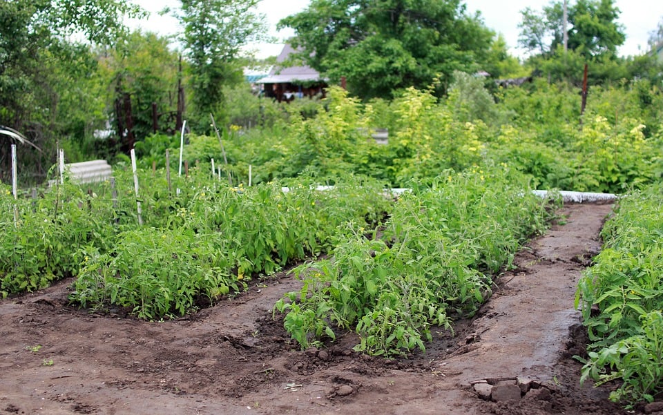 Clarence, NY Topsoil Supplier and Delivery 